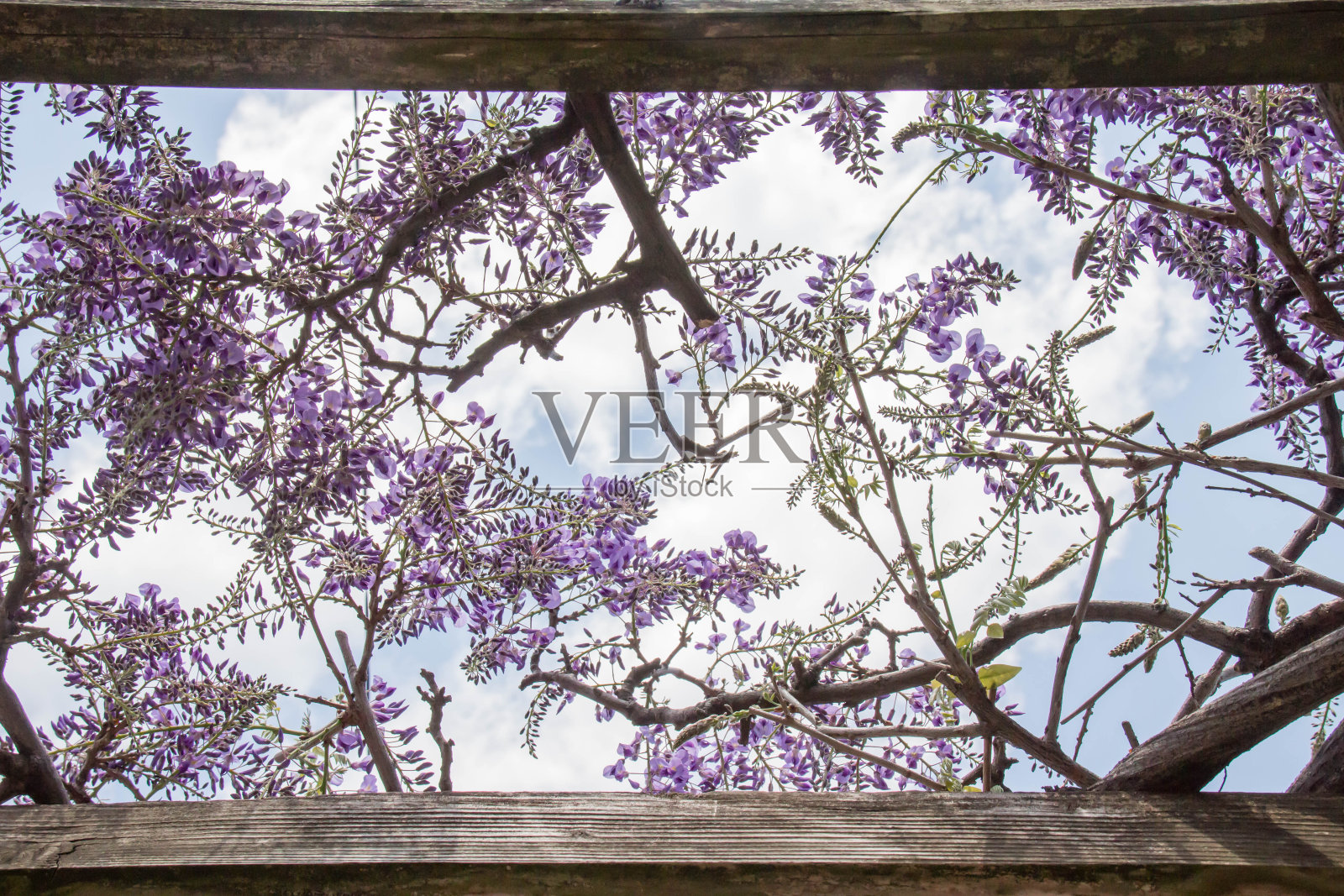 盛开在蓝天下的紫藤花照片摄影图片