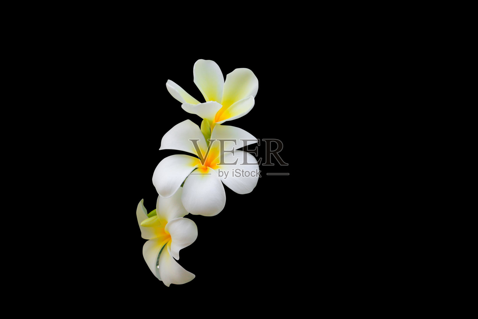 鸡蛋花，白色-黄色，美丽的孤立在黑色的背景(俗称火龙科，鸡蛋花，宝塔树，寺庙树)照片摄影图片