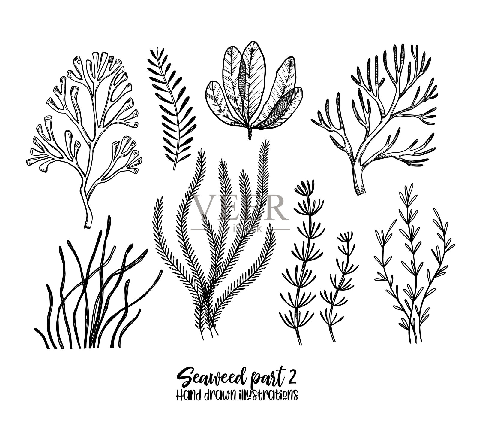 手绘矢量插图。海藻。草本植物素描风格。完美的标签，邀请，卡片，传单，印刷品等设计元素图片