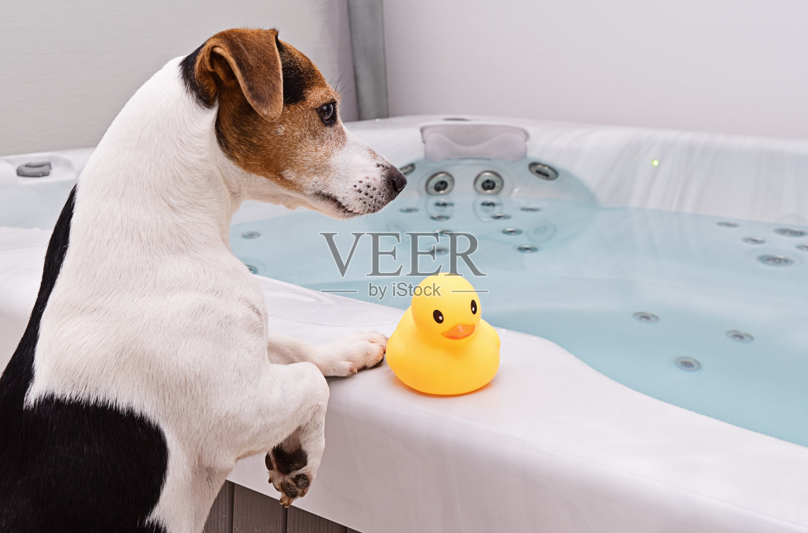 狗狗要和黄橡皮鸭洗澡照片摄影图片