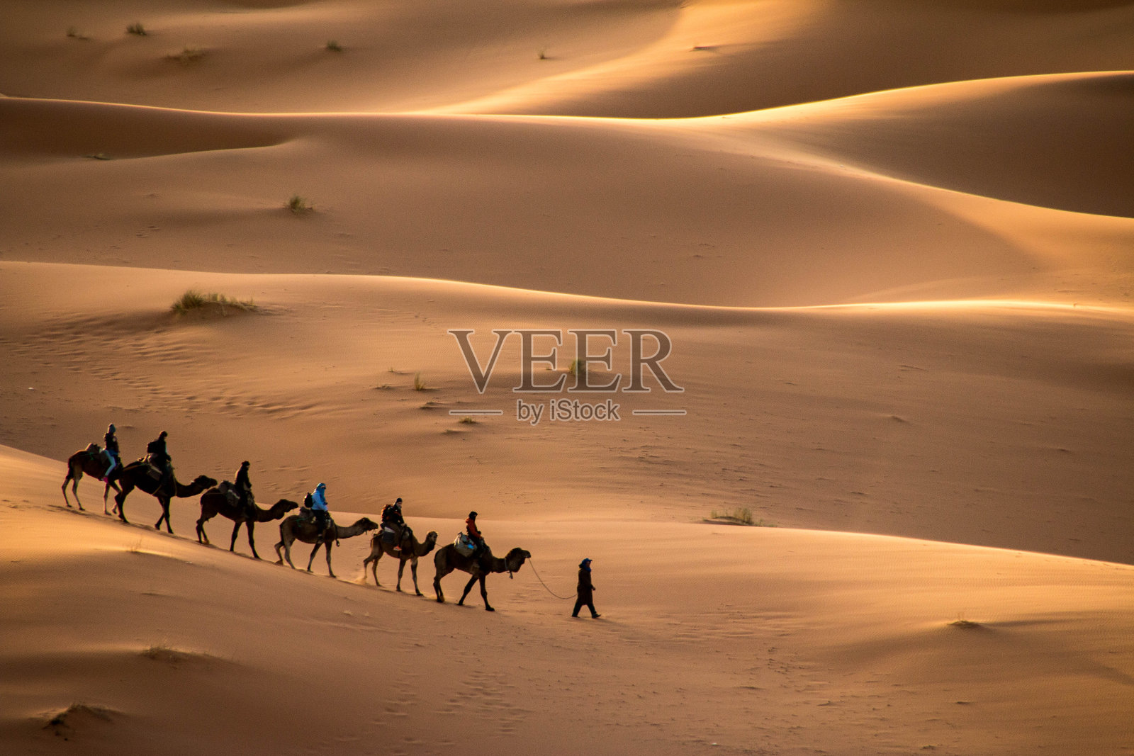 摩洛哥Merzouga附近Erg Chebbi的金色沙丘照片摄影图片
