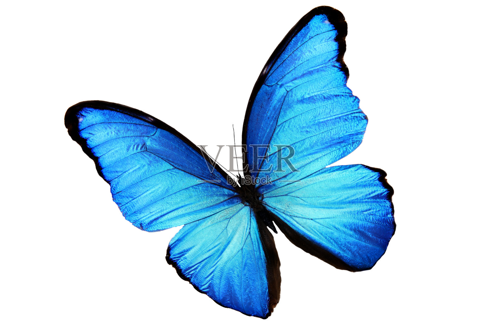 美丽的热带蓝蝴蝶。孤立在白色照片摄影图片