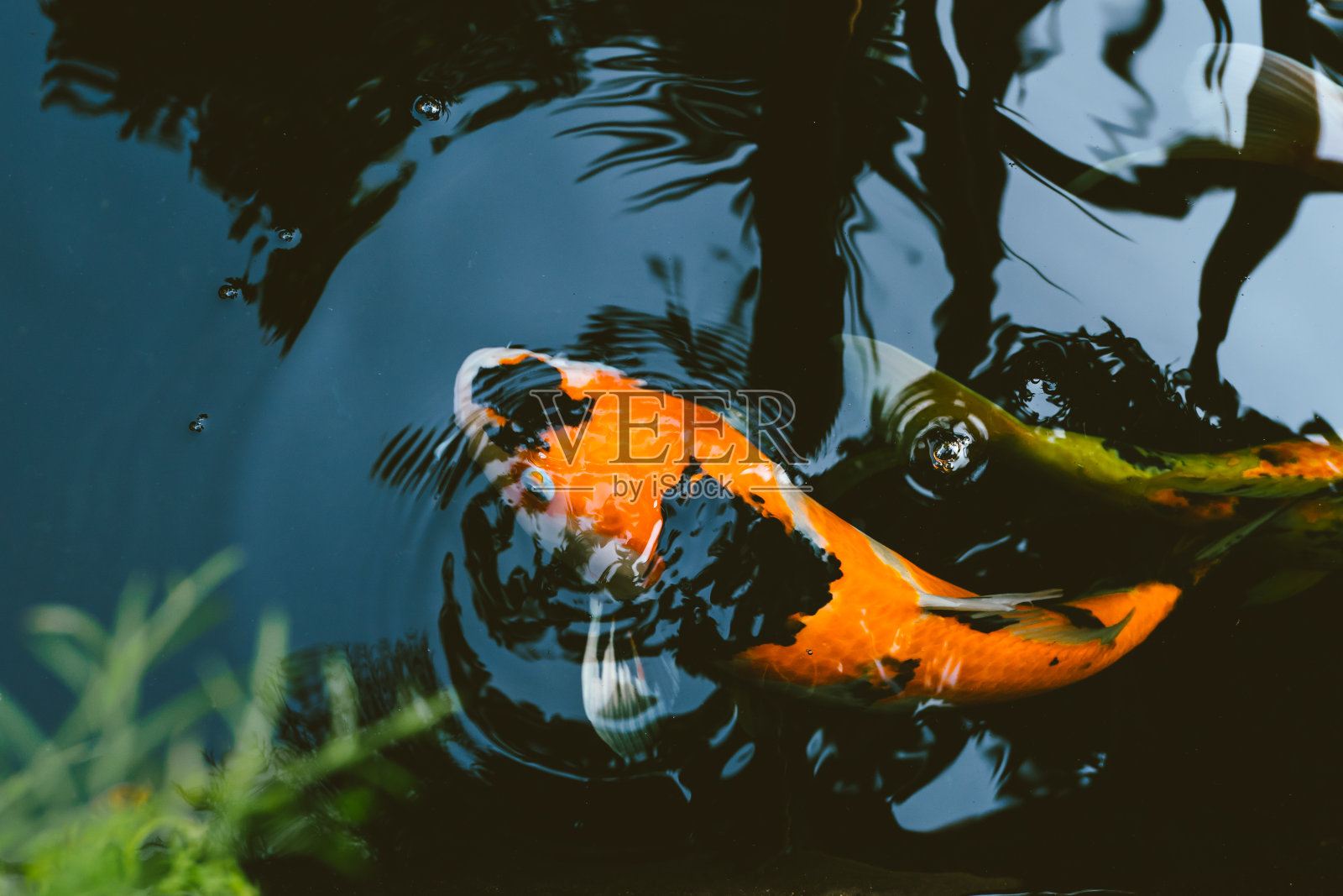 日本锦鲤塘复古色系照片摄影图片