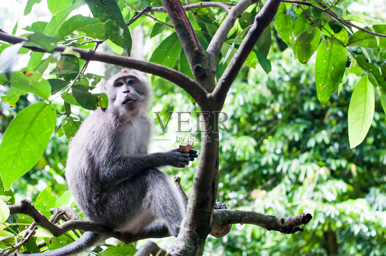 热带森林里的猴子肖像照片摄影图片