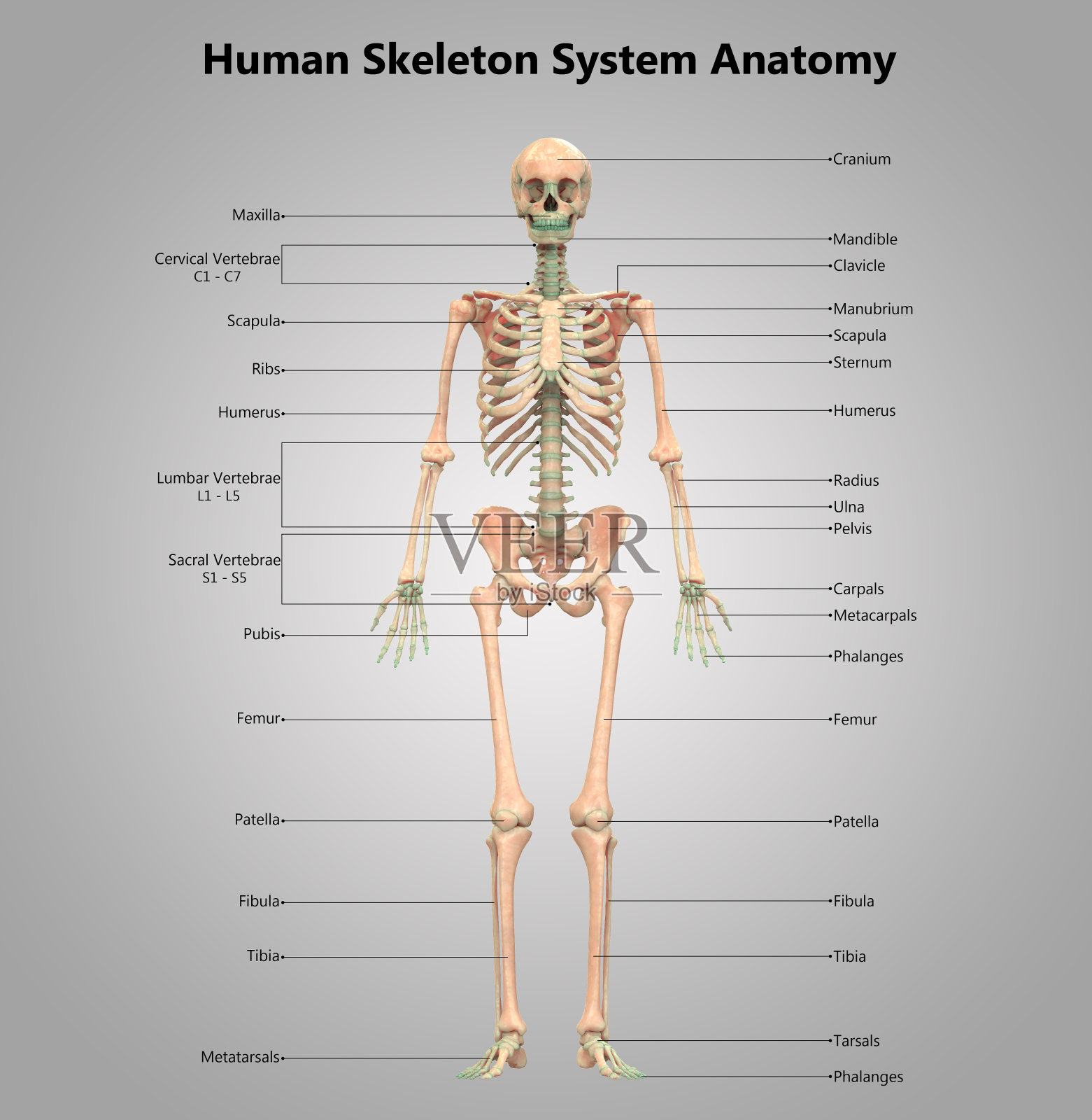 人体骨骼系统标签设计解剖学照片摄影图片