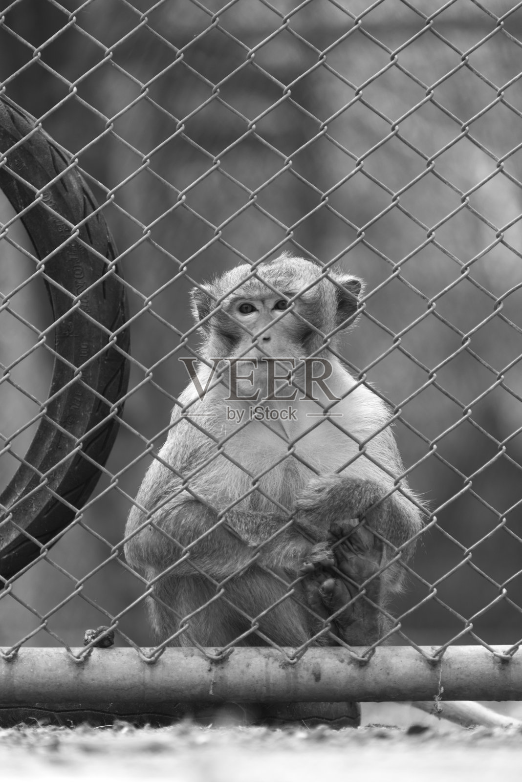 笼子里的猴子，黑白相间照片摄影图片