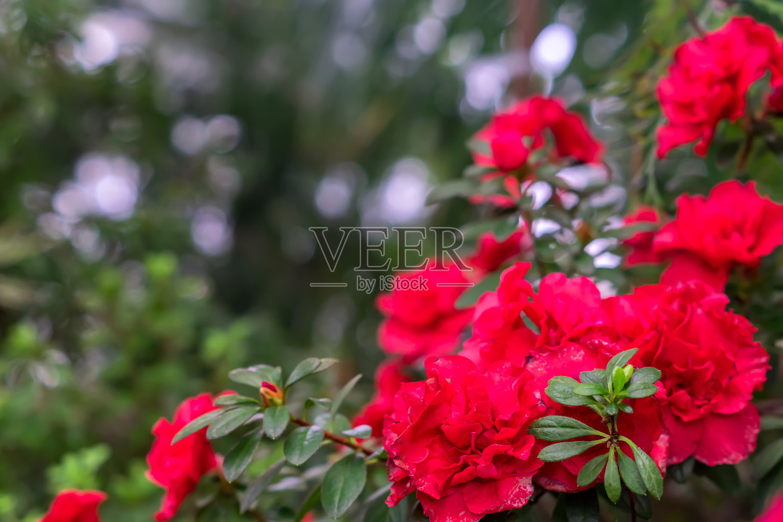红色的杜鹃花，在花园里生长杜鹃花。照片摄影图片