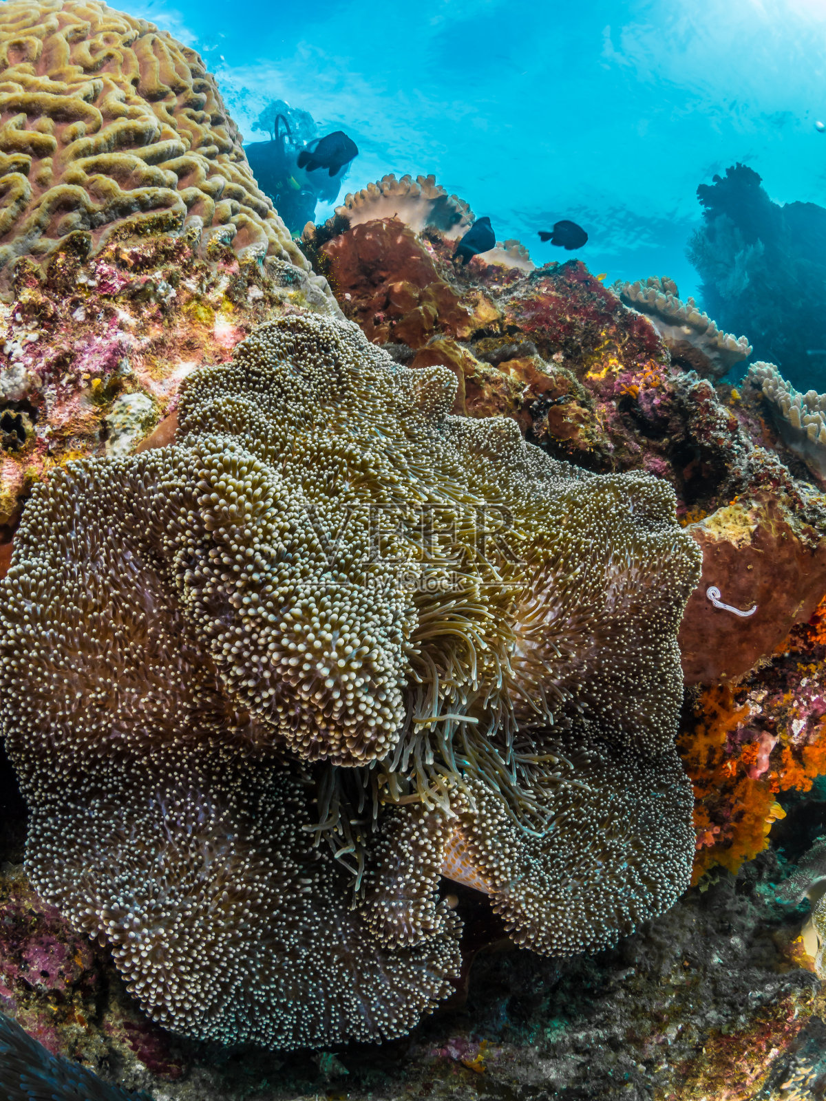 海葵，软珊瑚和潜水员照片摄影图片