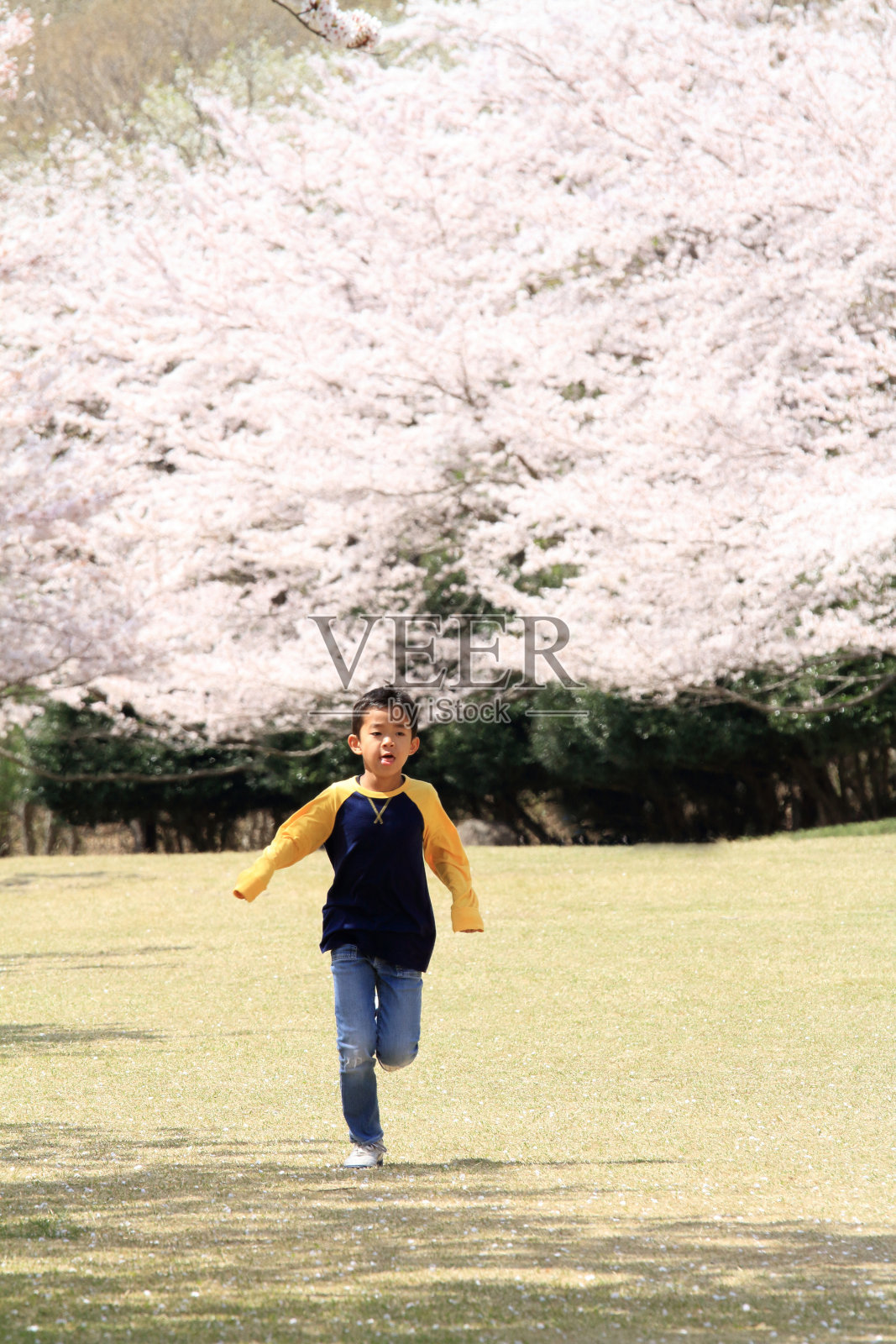 日本男孩和樱花(小学三年级)照片摄影图片