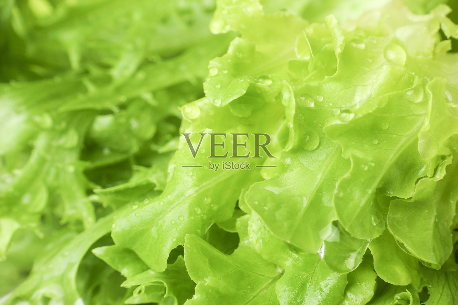 新鲜生菜蔬菜与水滴照片摄影图片