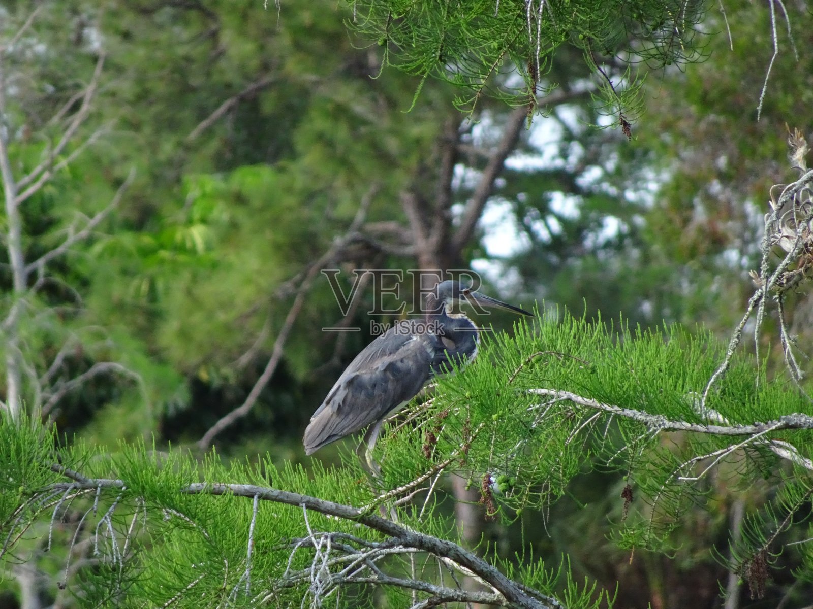 一只苍鹭栖息在树上照片摄影图片