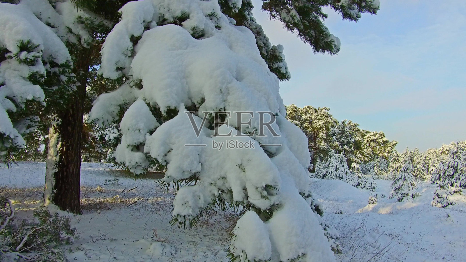 美丽的冬季景观与白雪覆盖的树木。大雪在冬季斯坦尼康拍摄。圣诞树是户外美丽的自然景观照片摄影图片