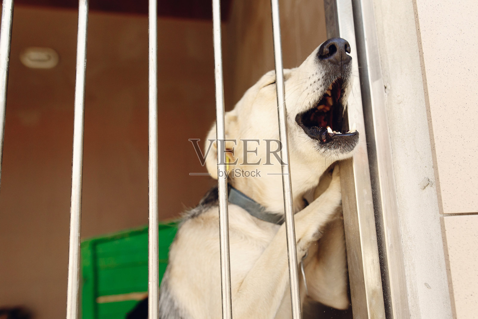 拉布拉多小狗通过庇护所的笼子嚎叫，悲伤的情绪时刻，采纳我的概念，文字空间照片摄影图片