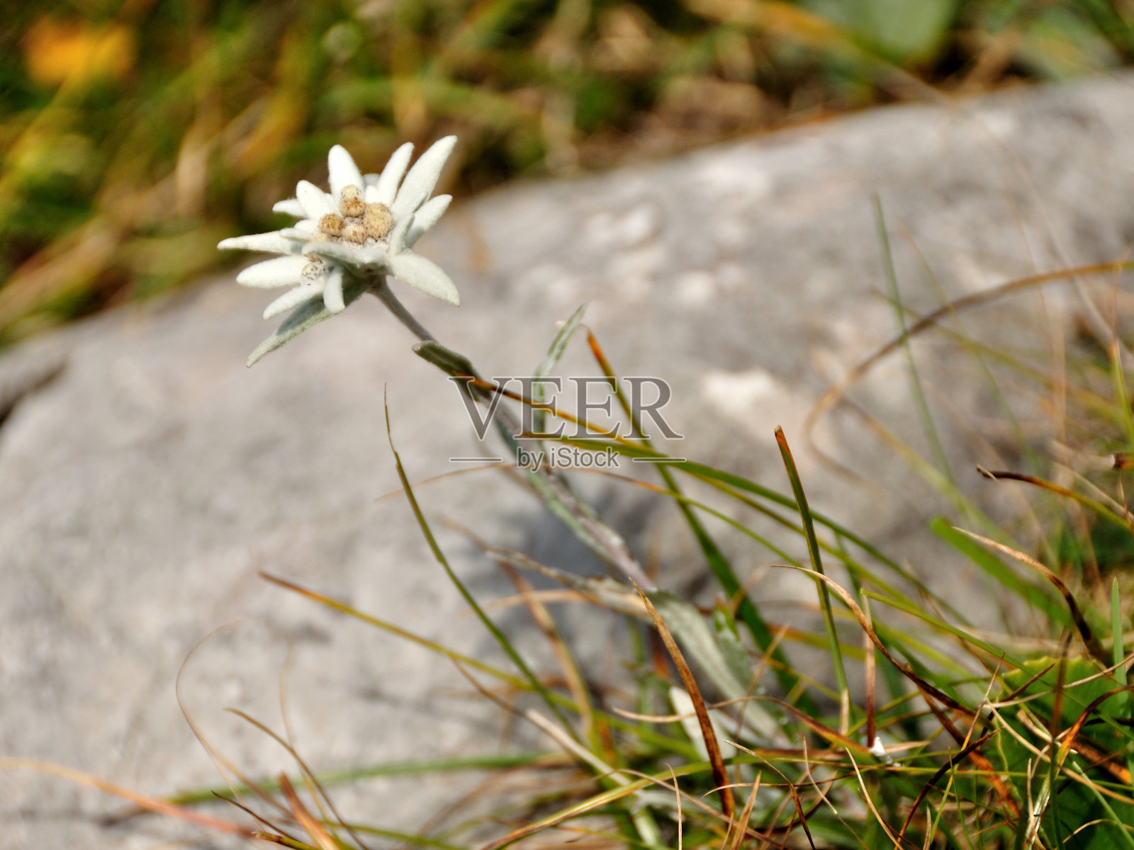 在贝希特斯加登国家公园的单株雪绒花(Leontopodium)照片摄影图片