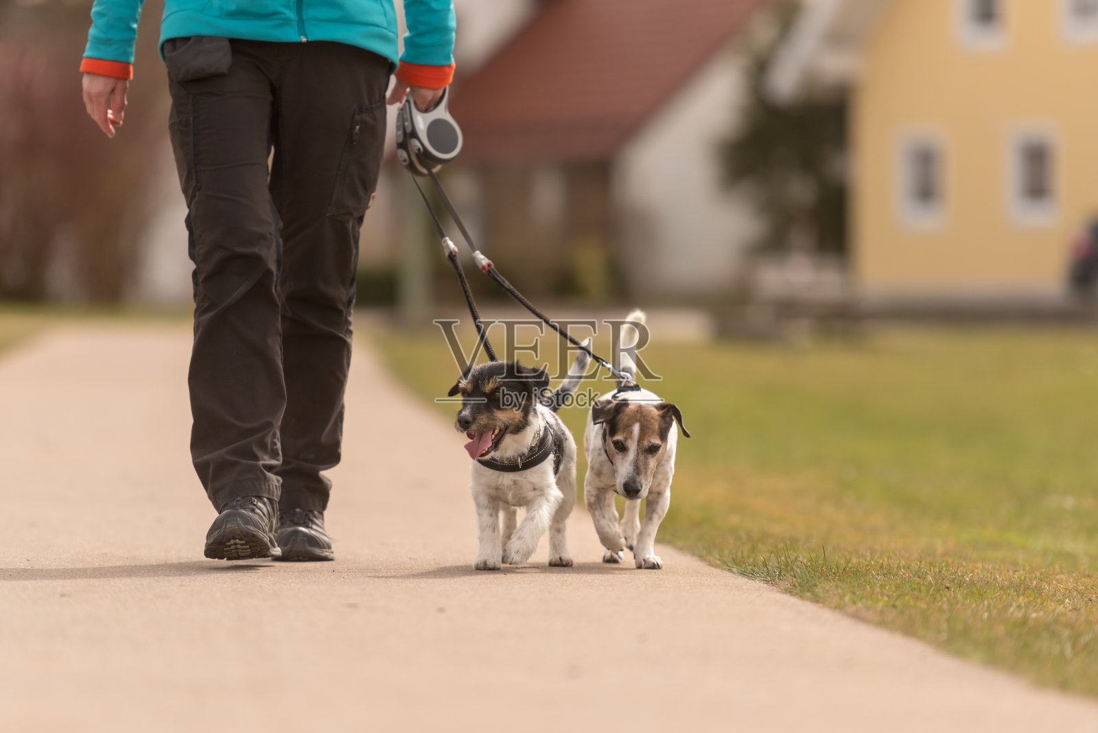 狗指导手和她的小狗在路上散步-可爱的杰克罗素梗狗照片摄影图片