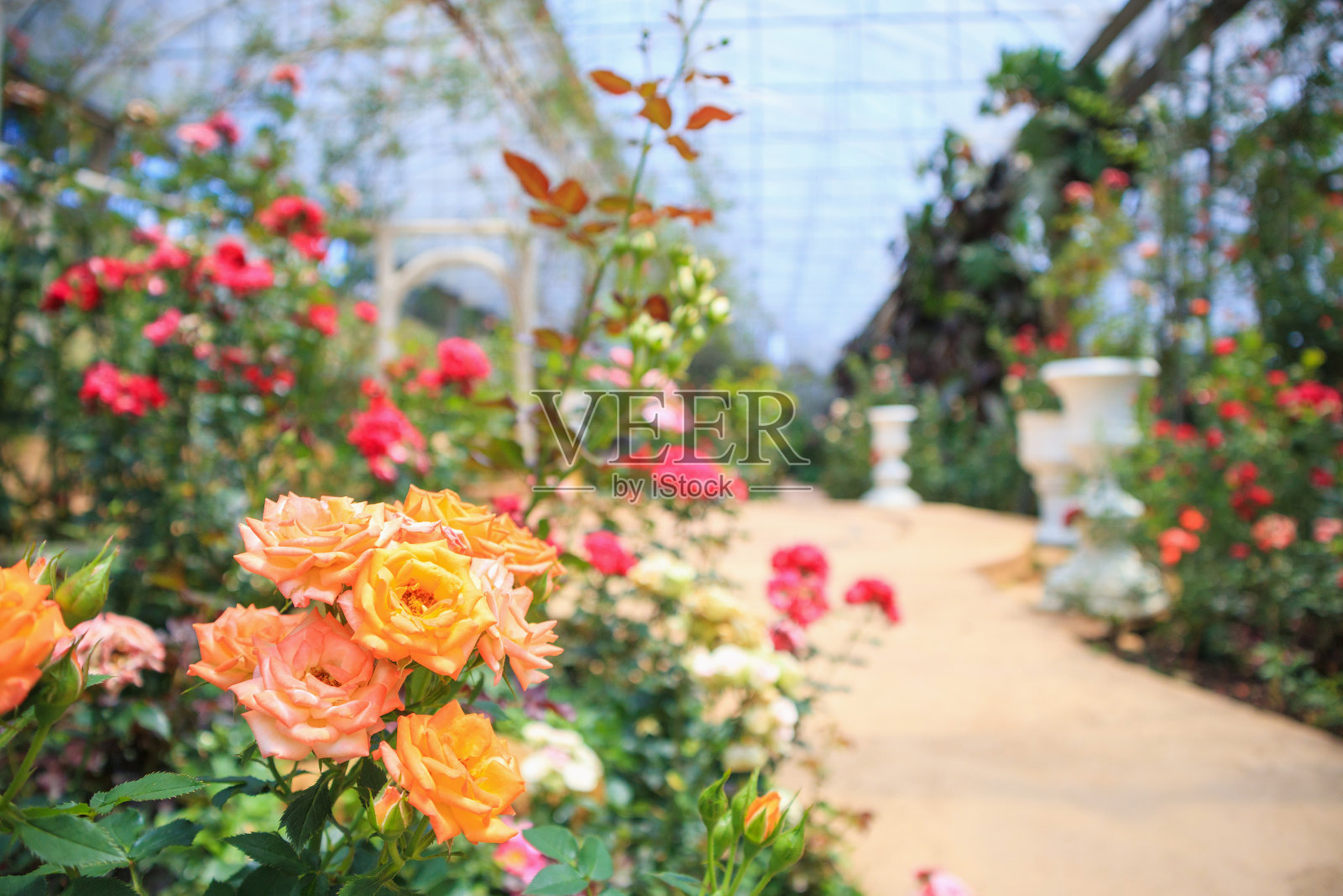 美丽新鲜的天然玫瑰在花园照片摄影图片