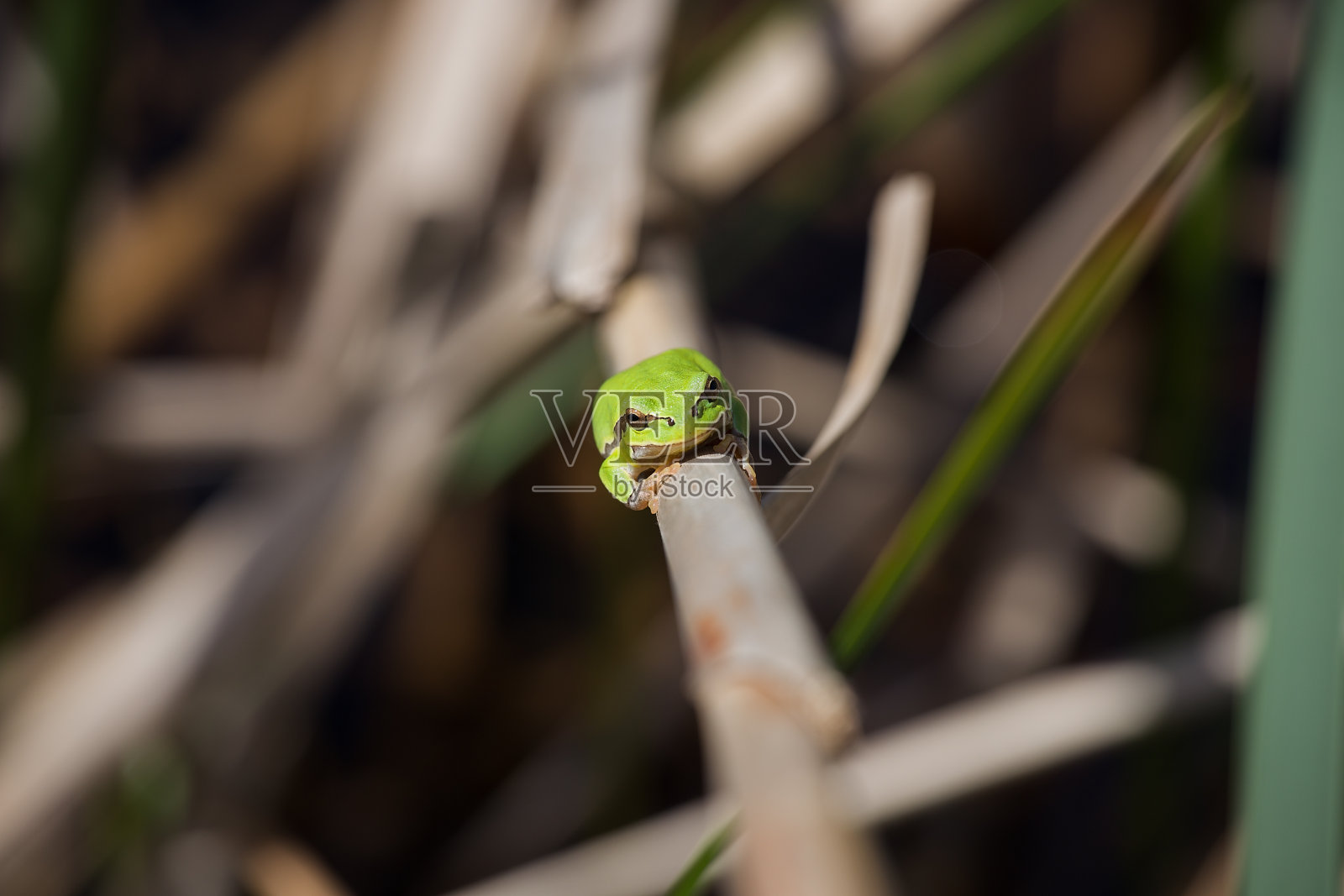 欧洲树蛙在沼泽的甘蔗上休息，绿色树蛙照片摄影图片
