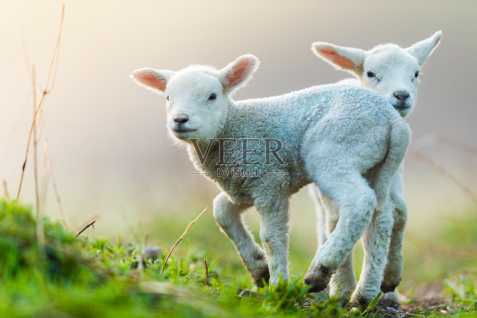 羊羔儿|摄影|动物|Y阿九 - 原创作品 - 站酷 (ZCOOL)