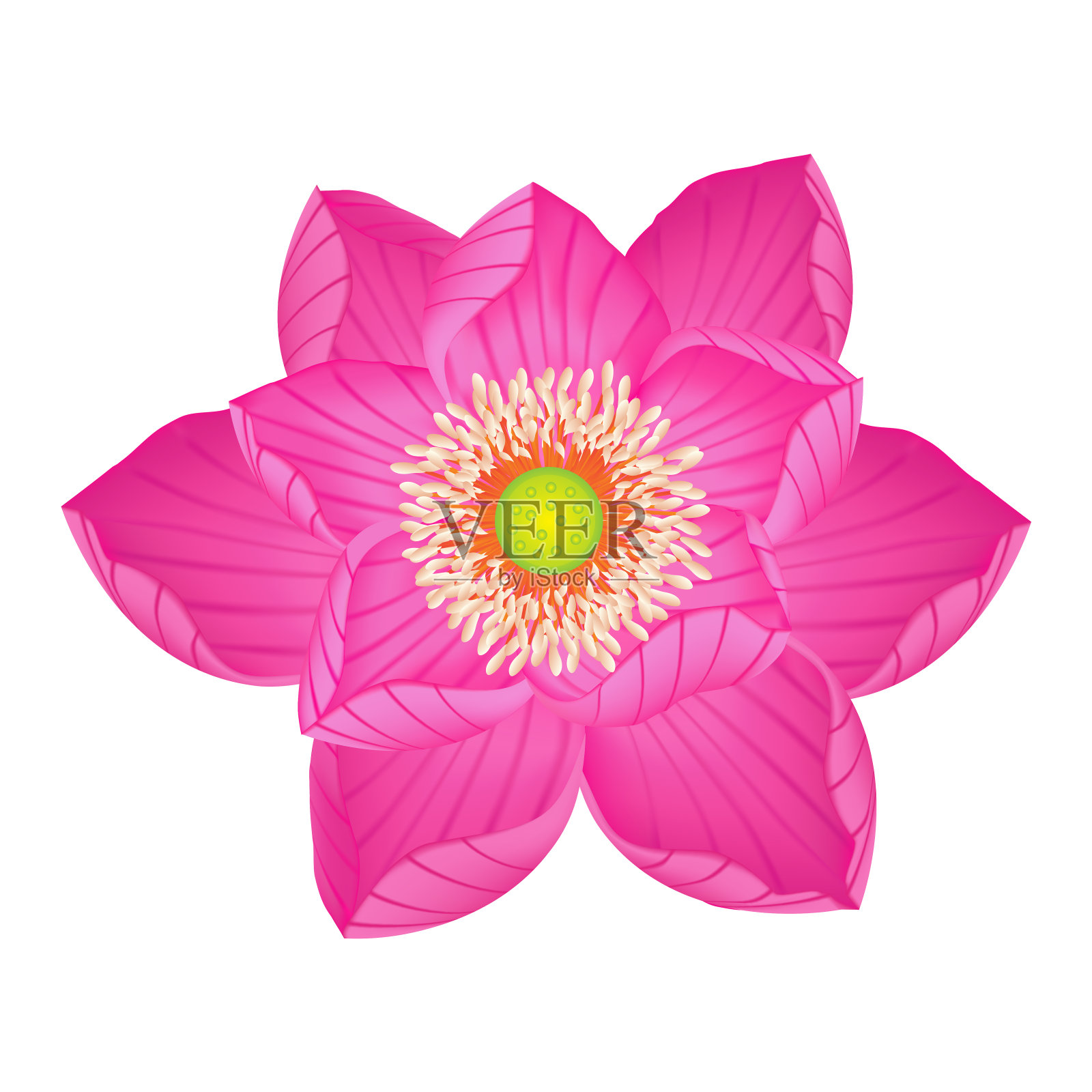 粉红色的莲花设计元素图片