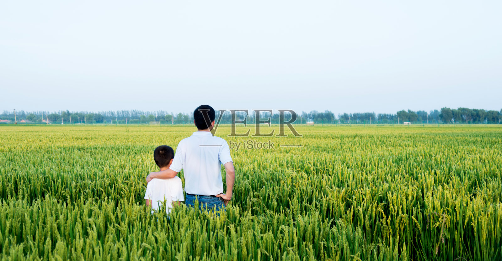 父子俩在稻田里照片摄影图片