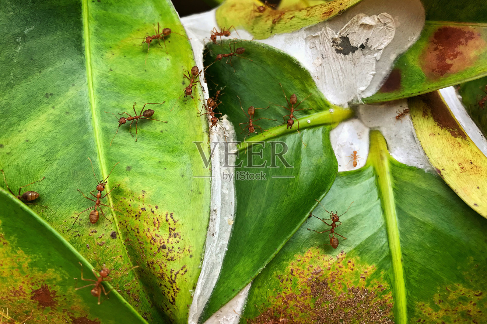 红蚂蚁筑巢时是一个团队。照片摄影图片