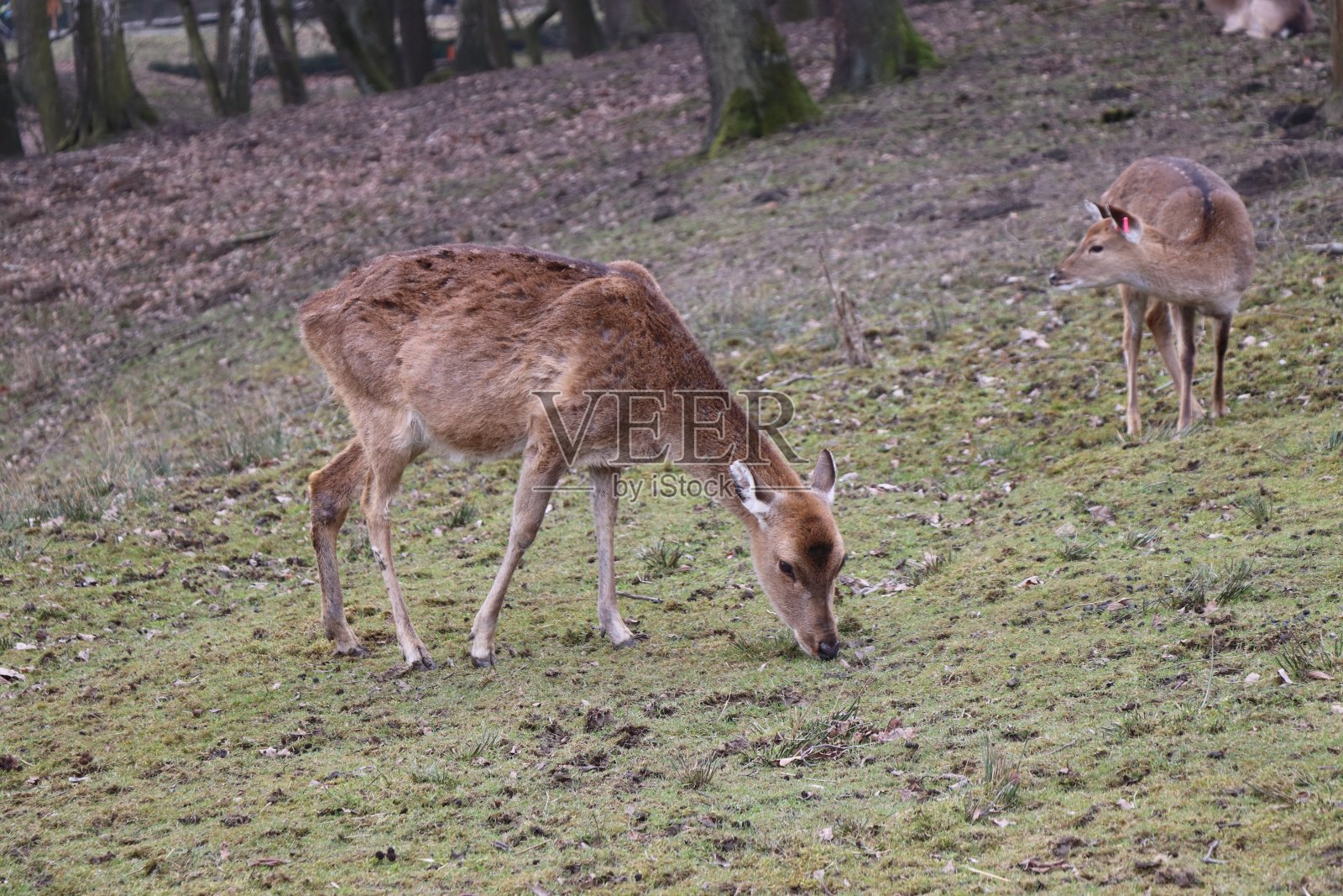 一只没有角的棕色鹿，吃草和一些特殊的花照片摄影图片