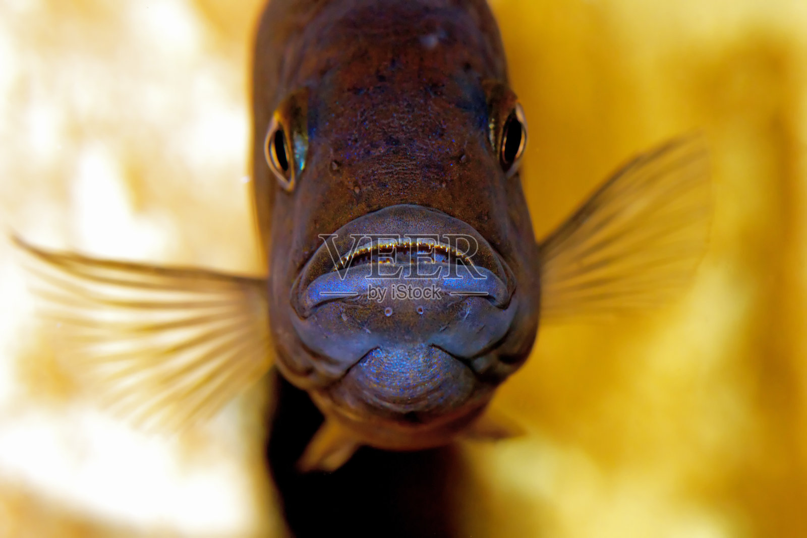 水族馆鱼类特写。嘴中有牙齿的慈鲷捕食者照片摄影图片