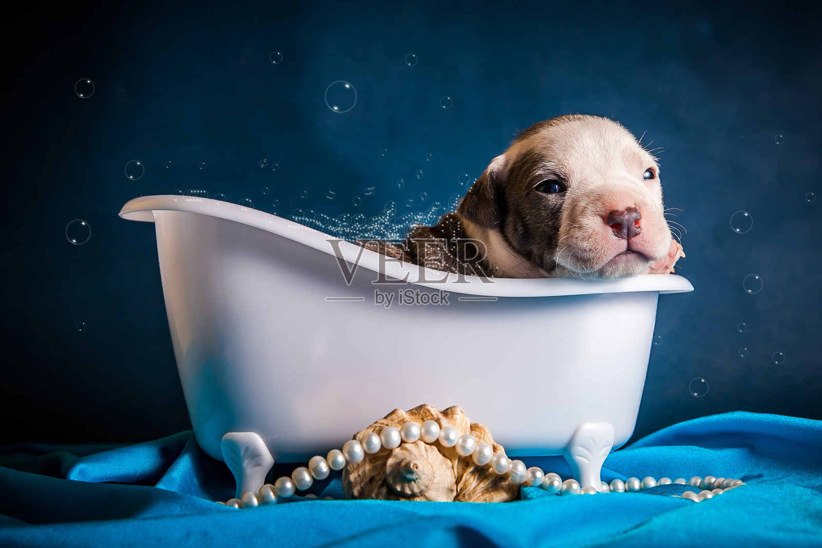 小狗在蓝色背景上的泡泡浴中洗澡照片摄影图片
