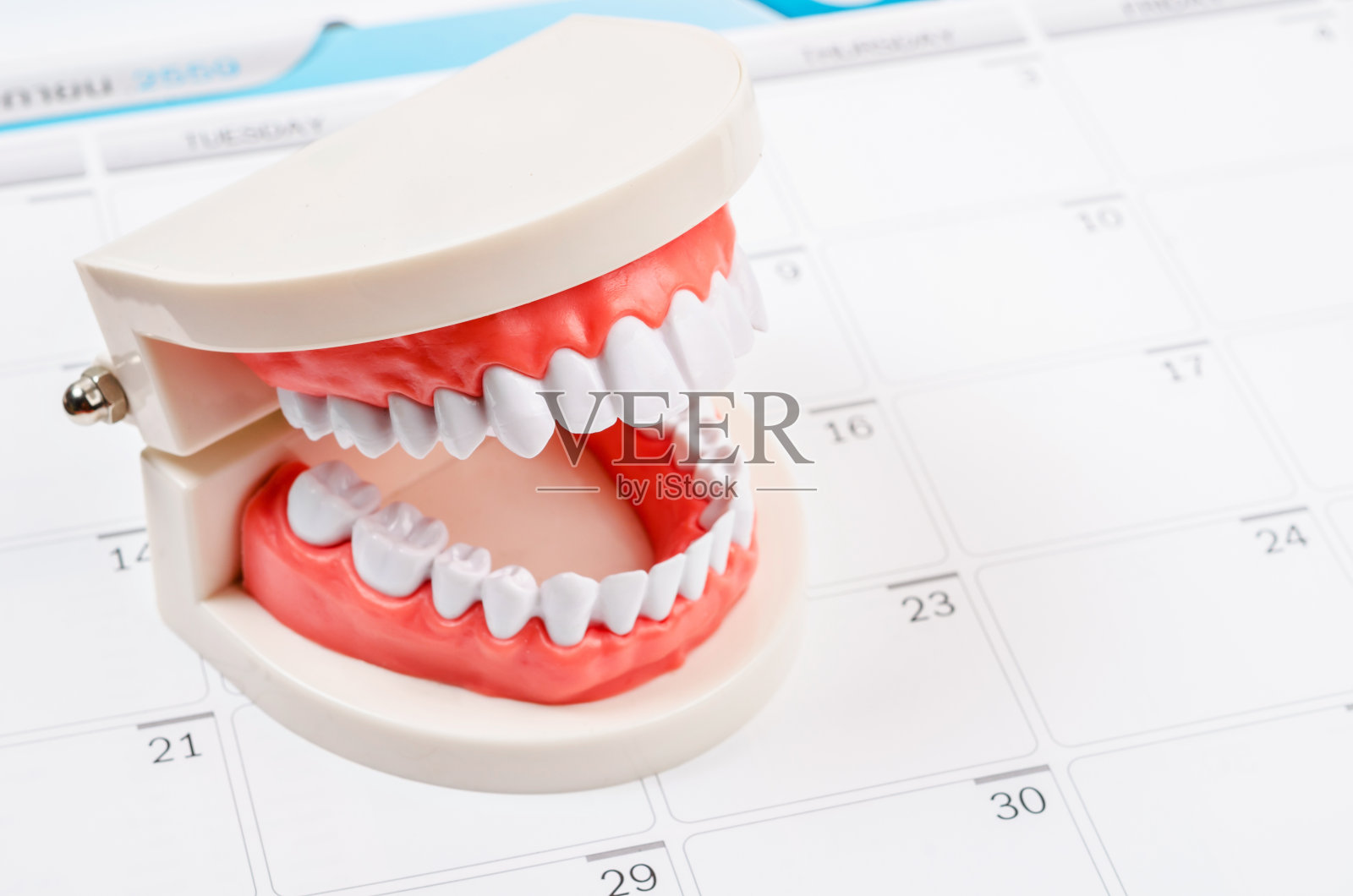 日历页和牙医示范牙齿模型。照片摄影图片