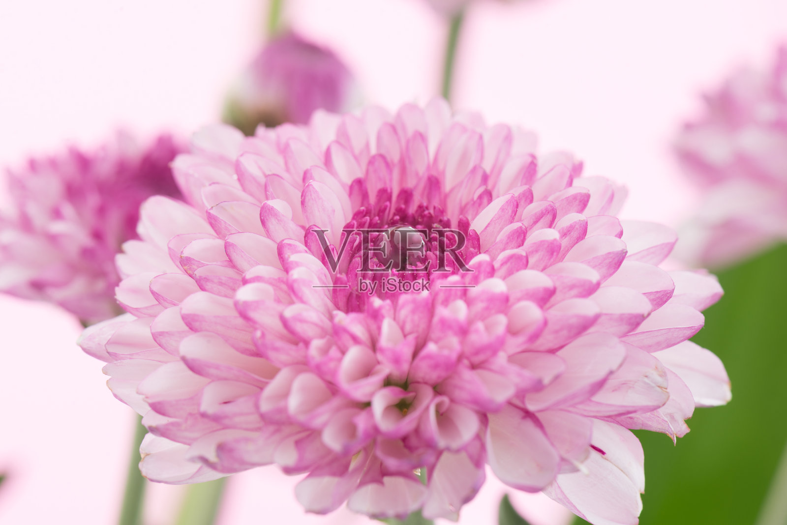 复古的粉红色白色菊花照片摄影图片
