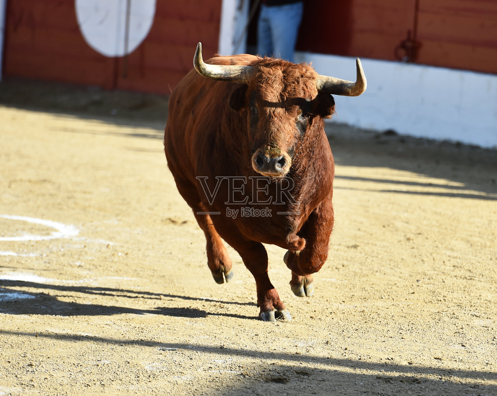 牛在西班牙照片摄影图片