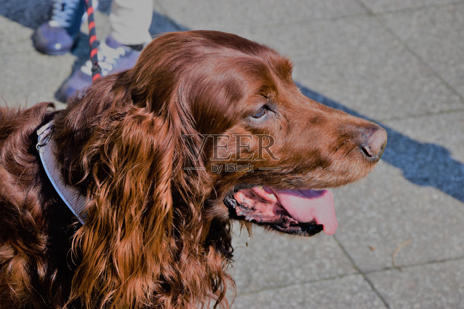一张大棕色狗的脸，伸着舌头照片摄影图片