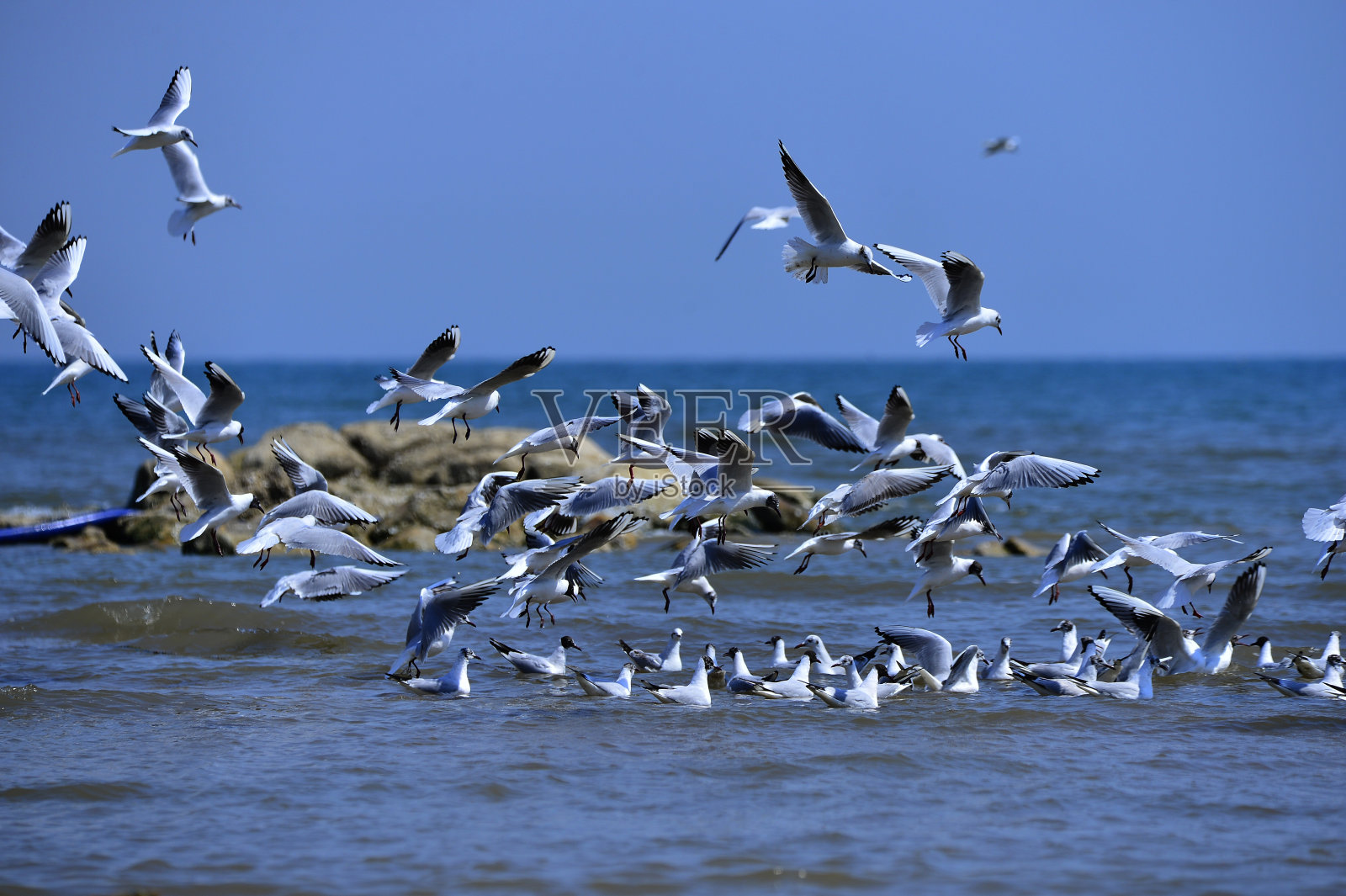 海鸥自由地飞翔照片摄影图片