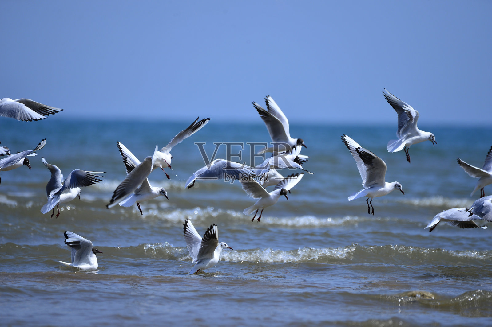 海鸥自由地飞翔照片摄影图片