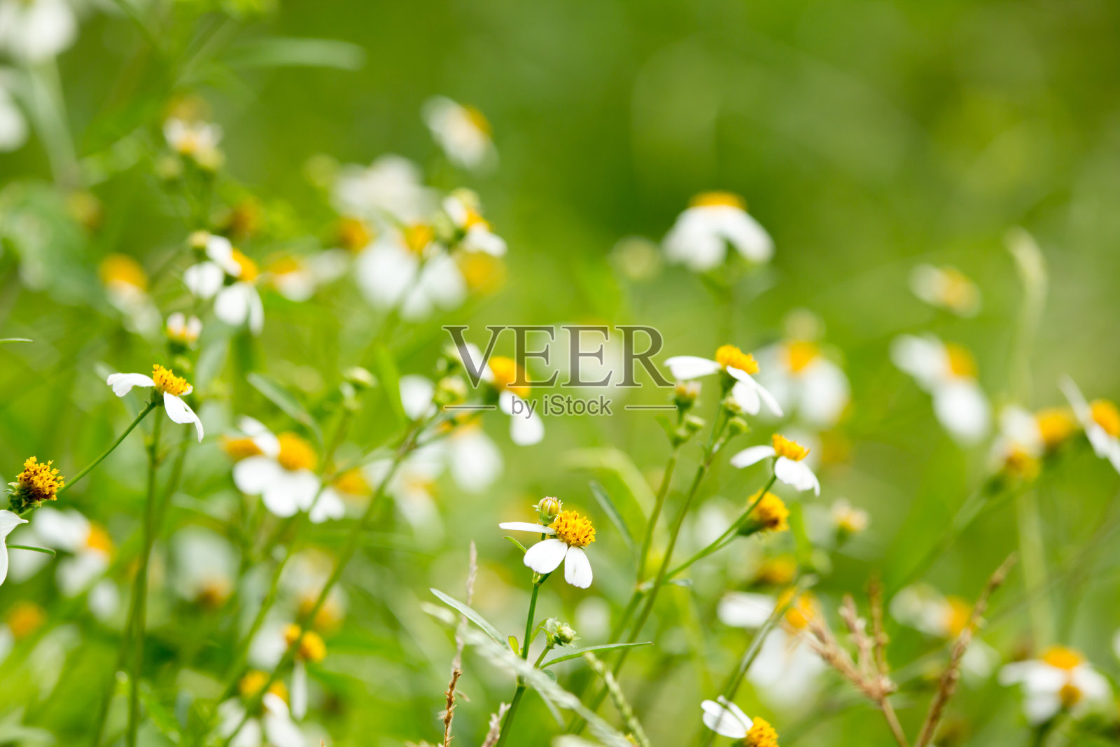 小草花，阳光光照片摄影图片