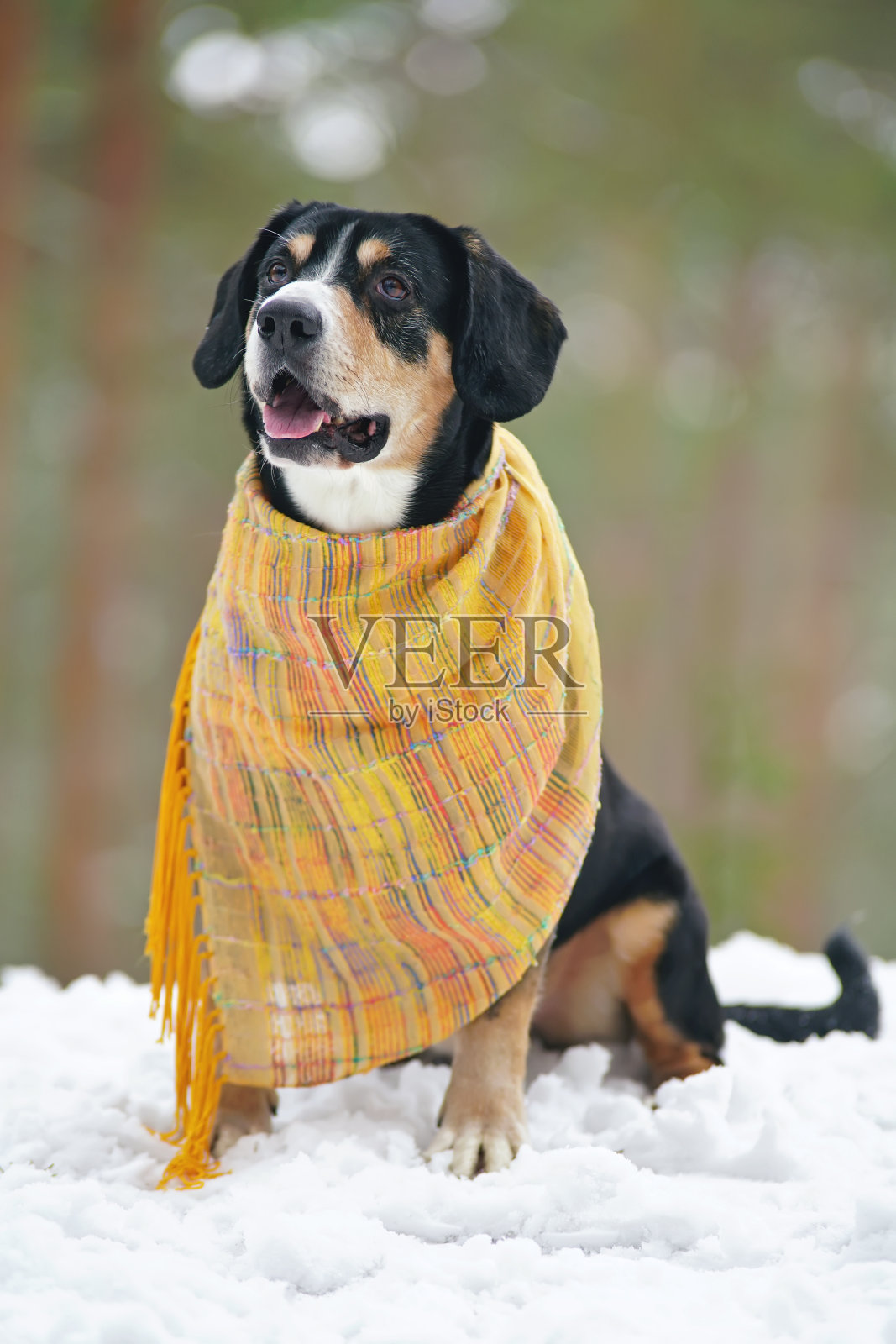 冬季森林里，一条披着黄色披巾坐在户外雪地上的山地狗照片摄影图片