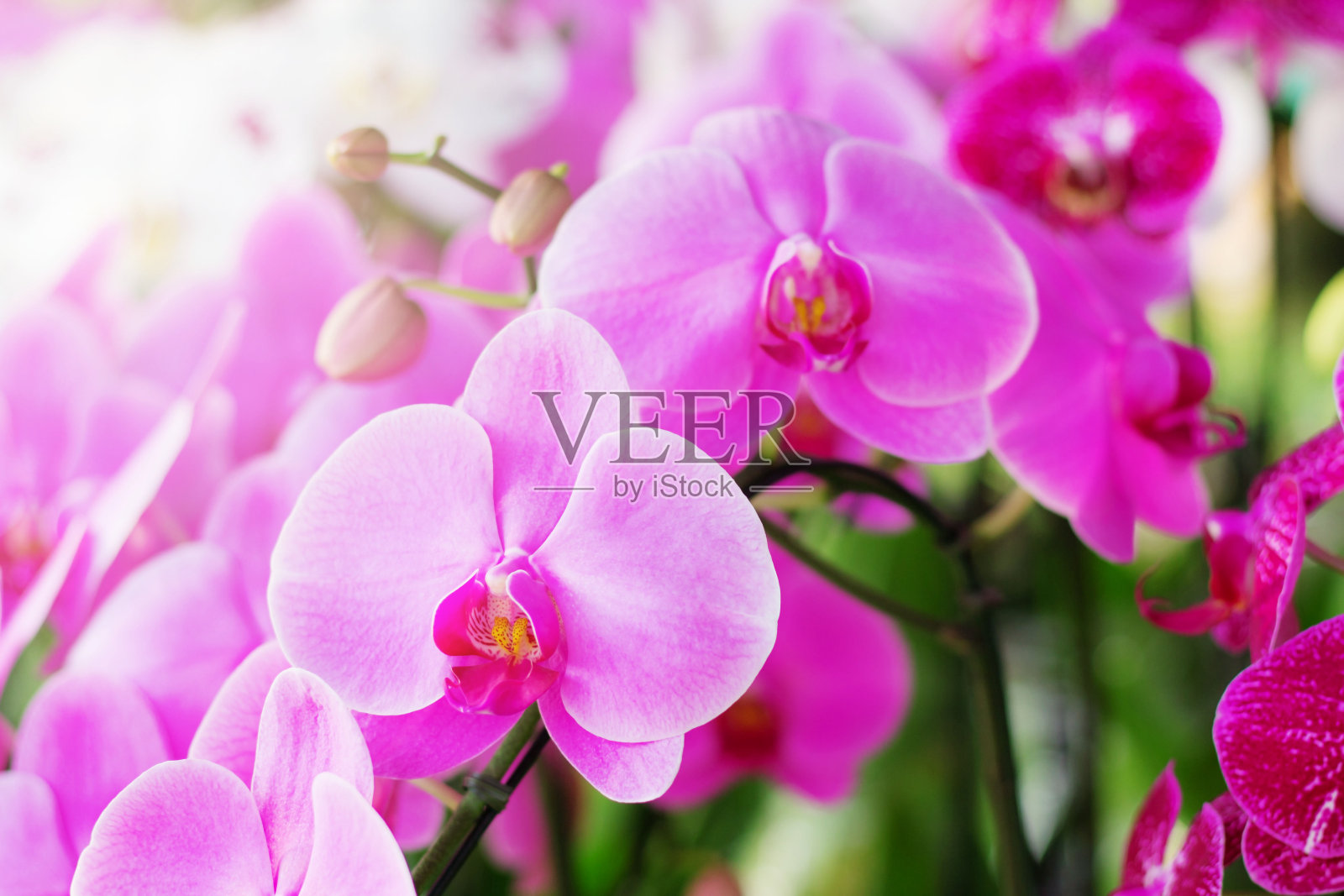紫色的兰花与美丽。照片摄影图片