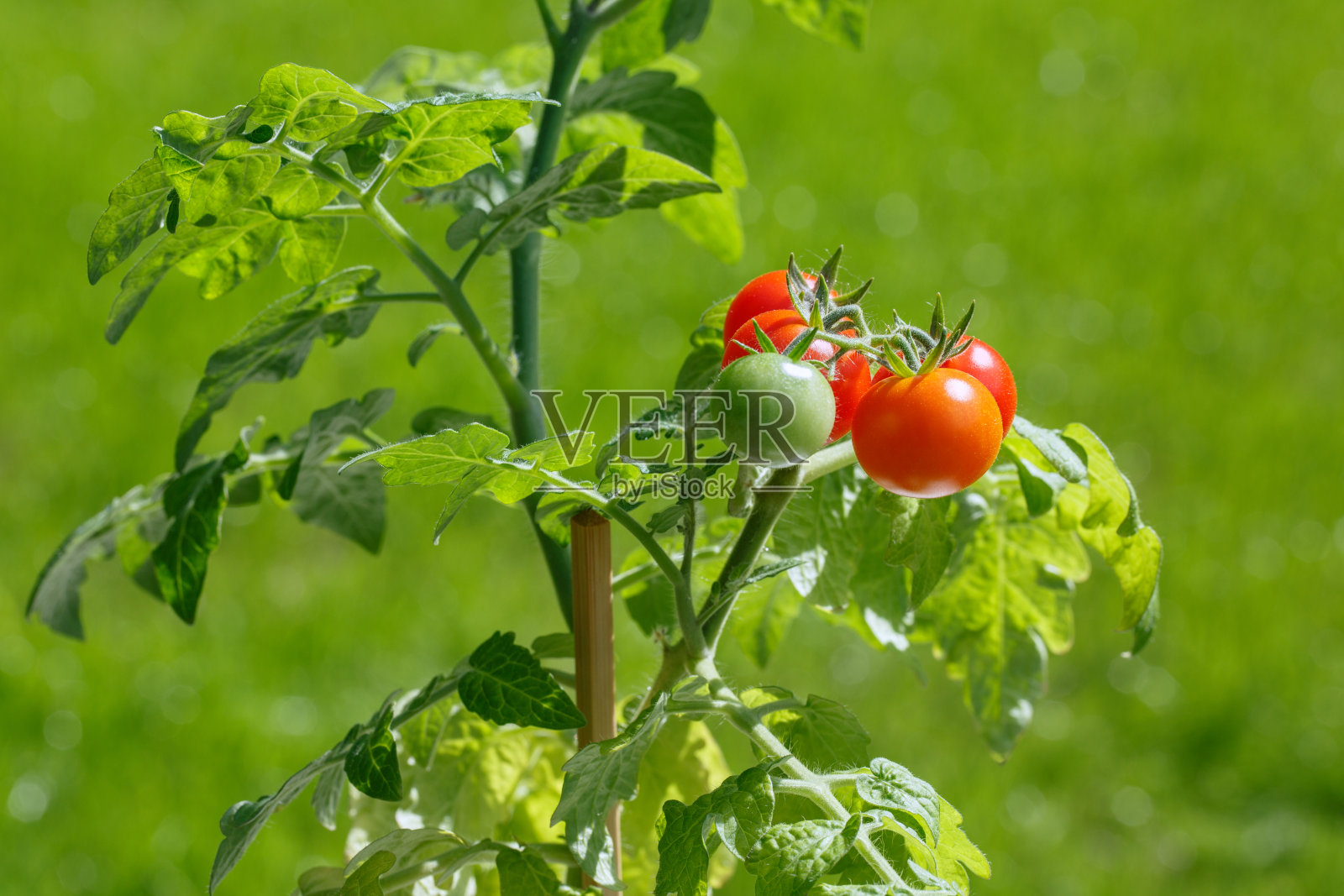 在一个夏天阳光明媚的日子里，花园里的灌木上的樱桃番茄。照片摄影图片