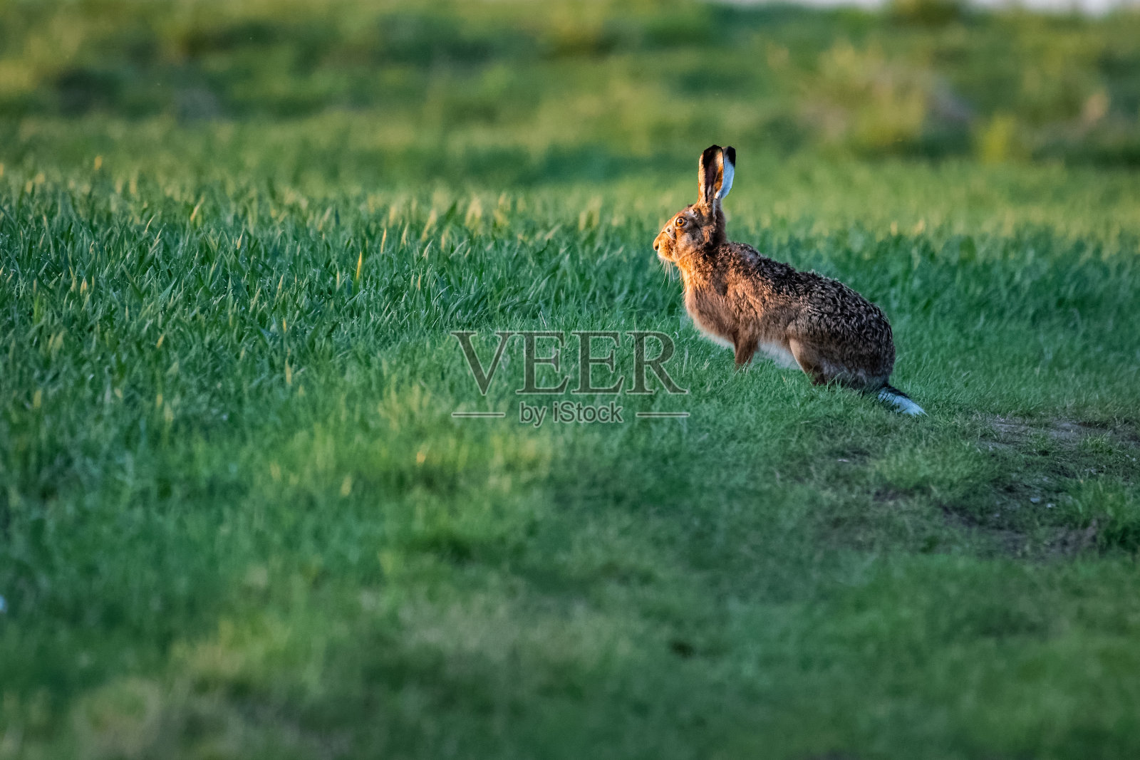 坐在田野里的欧洲野兔照片摄影图片