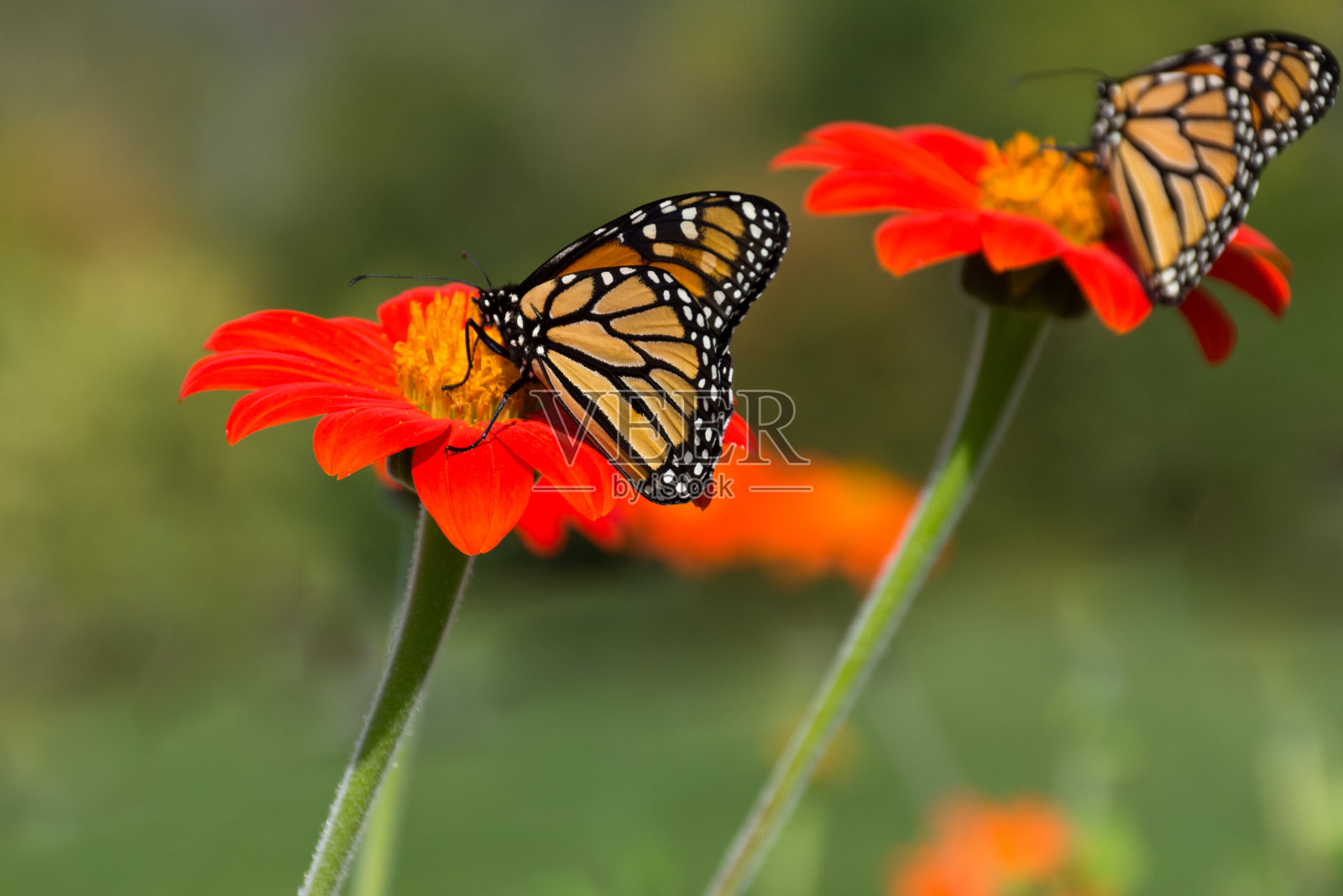 两只黑脉金斑蝶在明亮的橙色花朵上照片摄影图片