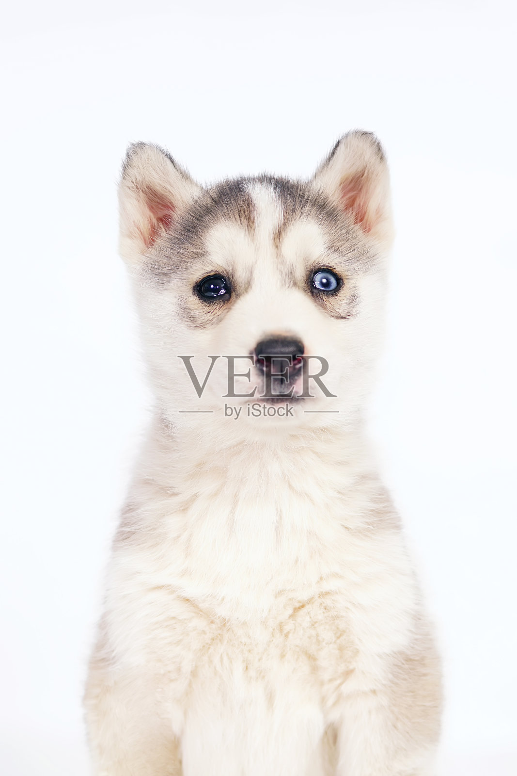 这是一只可爱的灰白相间的西伯利亚哈斯基狗狗的肖像，它有着不同的眼睛，在室内白色的背景下摆姿势照片摄影图片