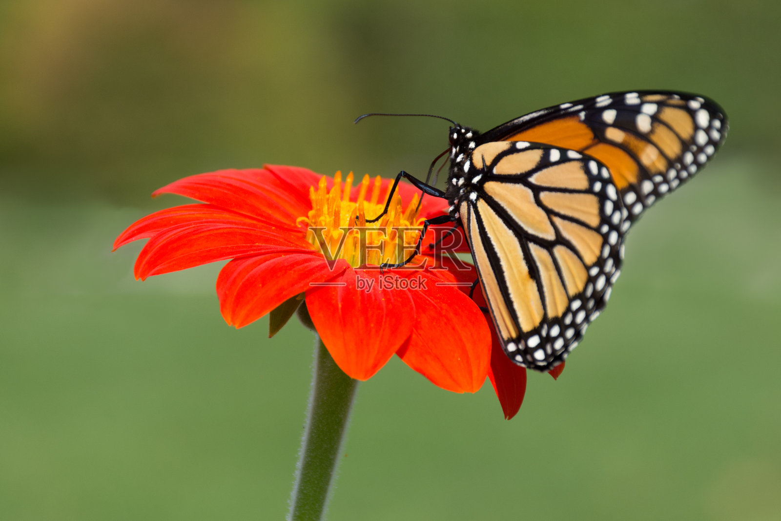 一个亮橙色花上的帝王蝶的特写照片摄影图片