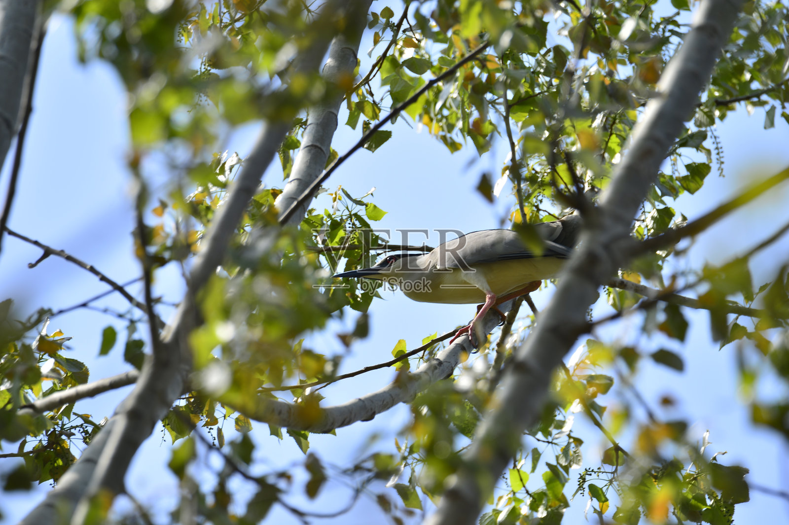 苍鹭在树上筑巢照片摄影图片