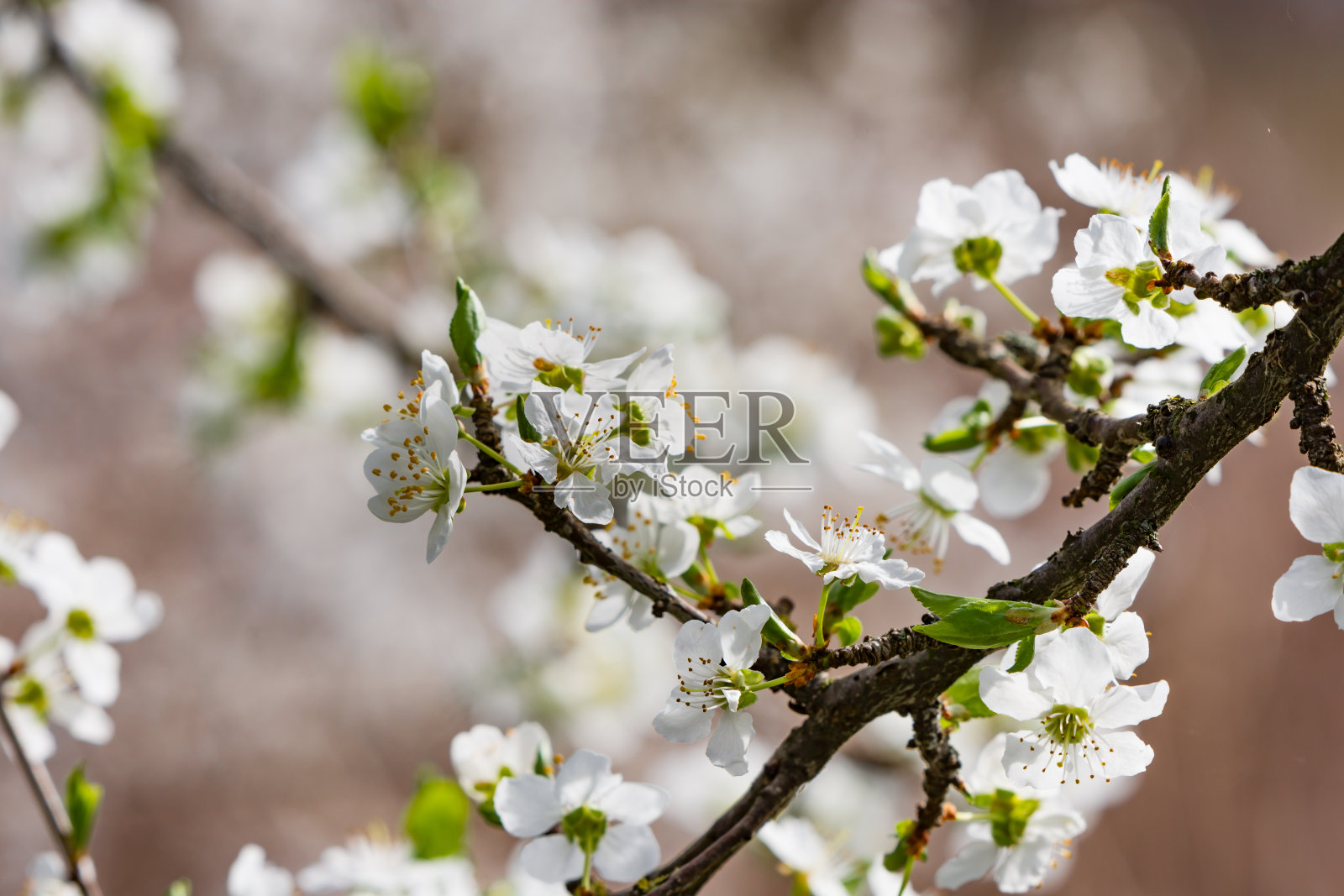 春天，白色的樱花在大自然模糊的背景下，为场地打出了横幅。模糊的文本空间。塞尔维亚Carska巴拉照片摄影图片