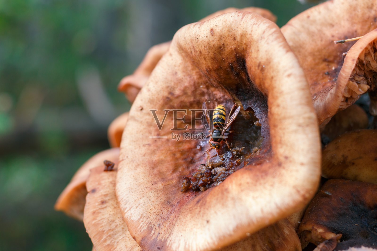 黄蜂吃多汁过熟的蘑菇照片摄影图片