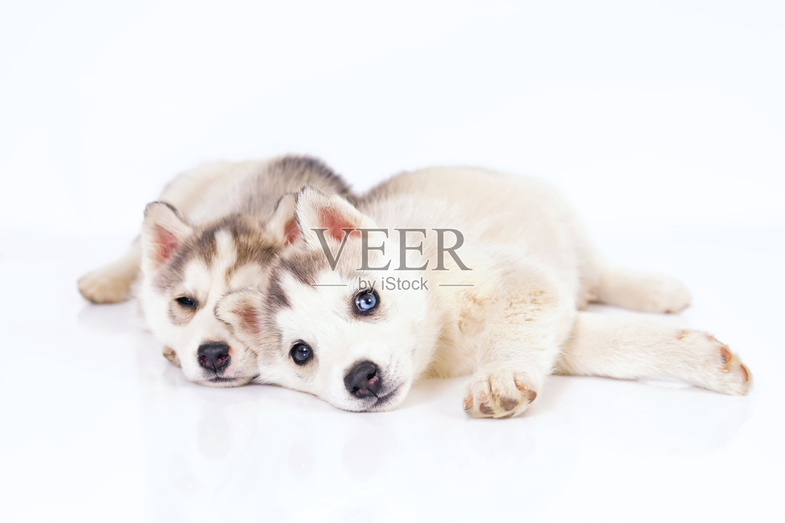 两只可爱的灰色和白色的西伯利亚哈士奇小狗有着不同的眼睛躺在白色的背景上照片摄影图片