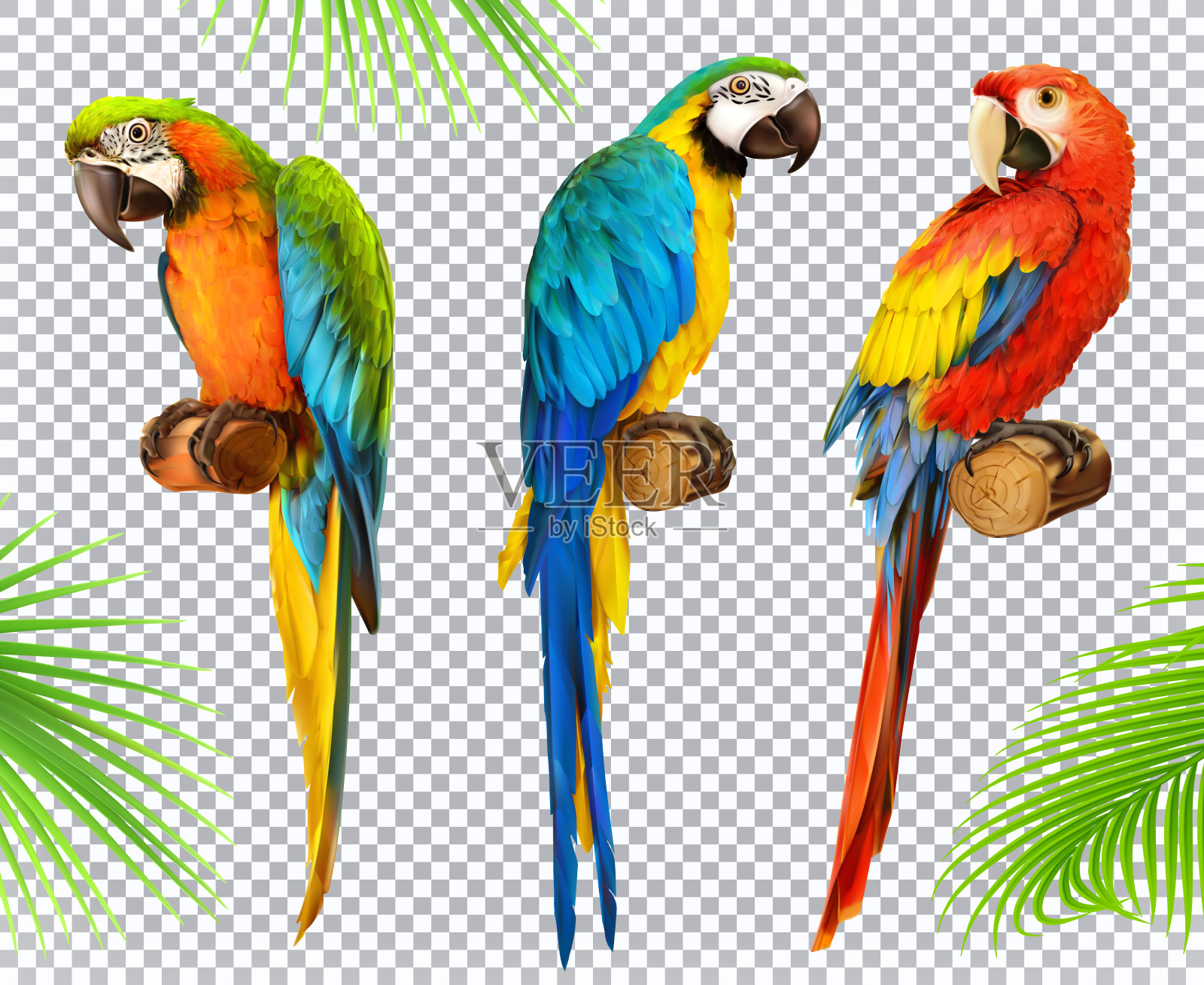 Ara鹦鹉。金刚鹦鹉。照片逼真的3d矢量图标集插画图片素材