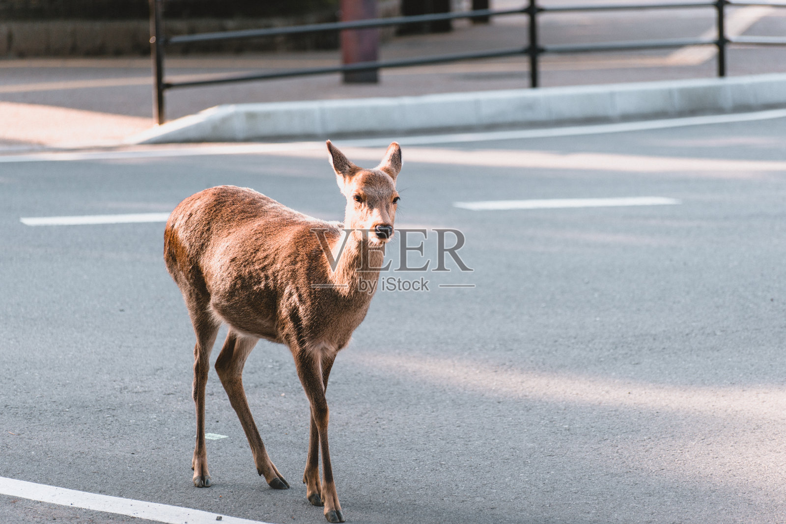 奈良、鹿、动物照片摄影图片