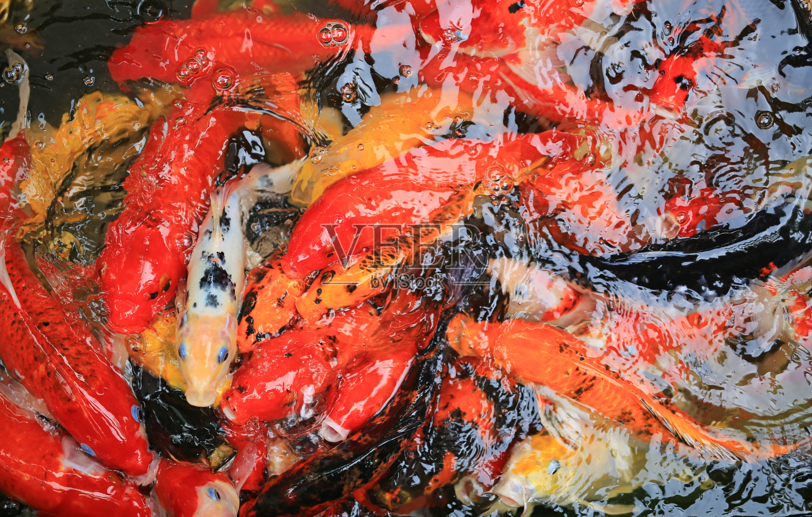 五颜六色的花式鲤鱼，锦鲤。照片摄影图片