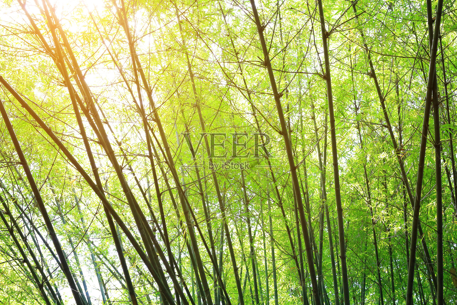 美丽的竹枝在森林里。照片摄影图片